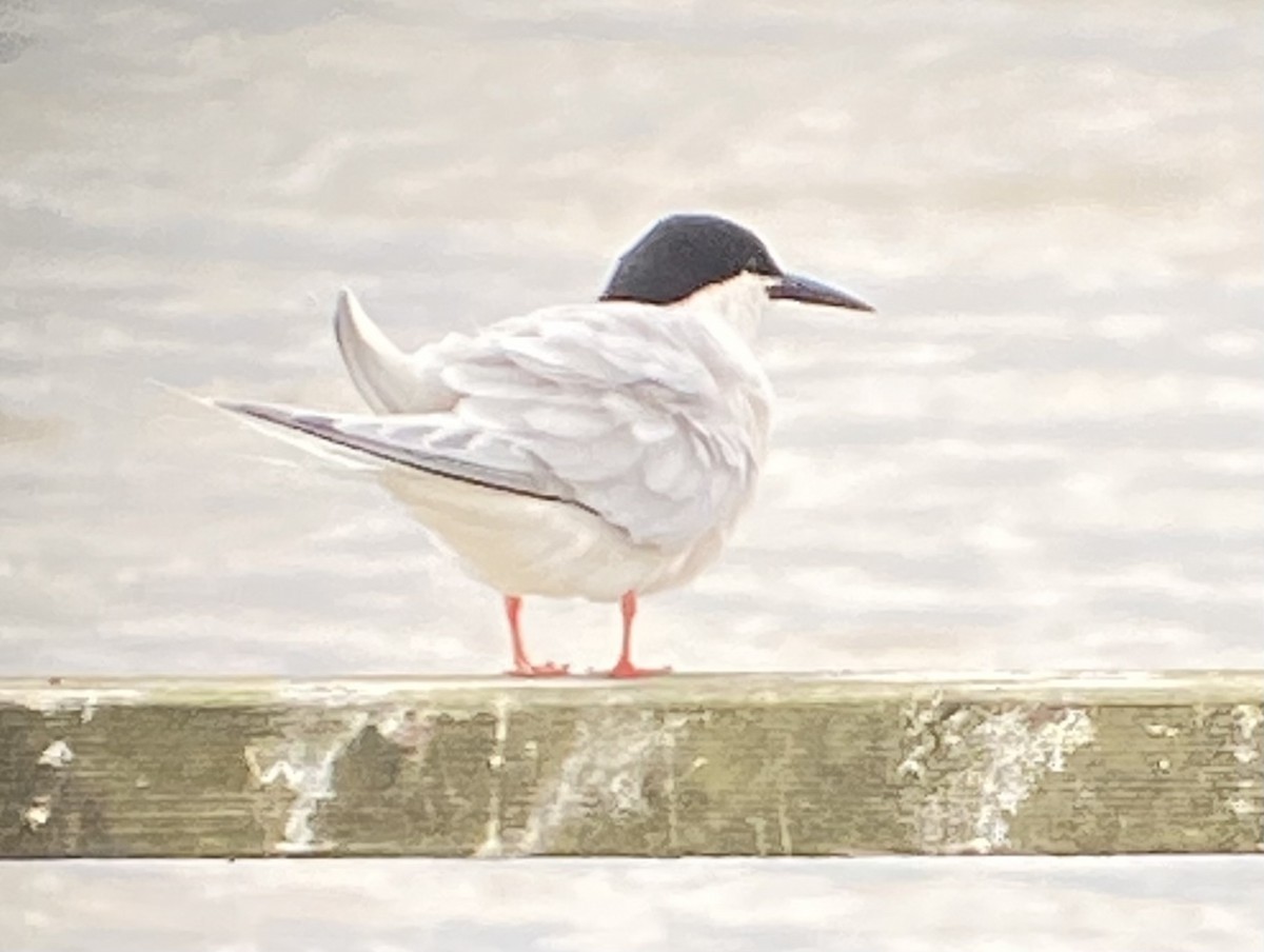 Roseate Tern - ML620299751