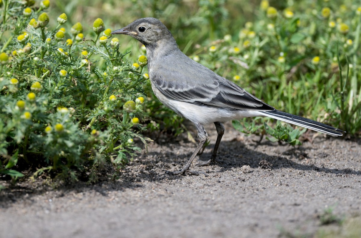 White Wagtail - ML620299753