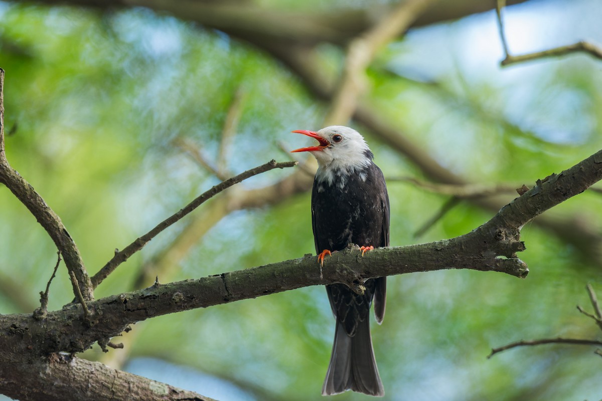 Bulbul noir (groupe leucocephalus) - ML620299755