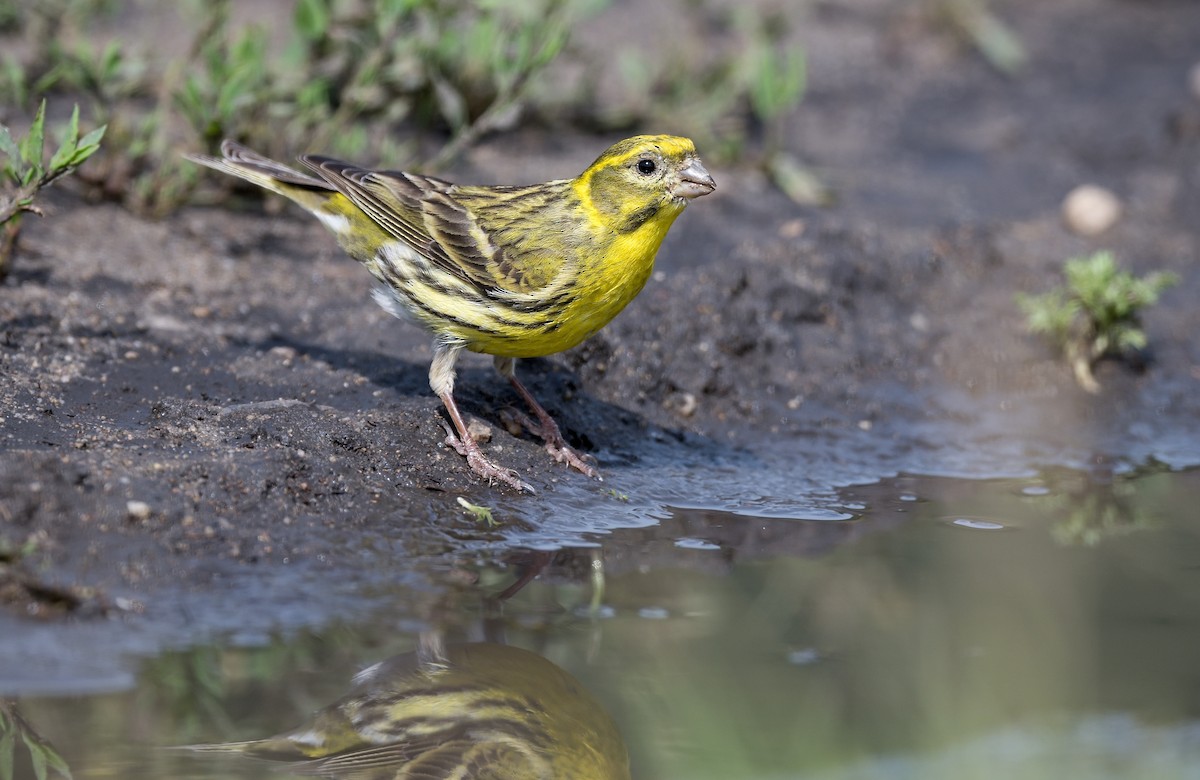 European Serin - ML620299757