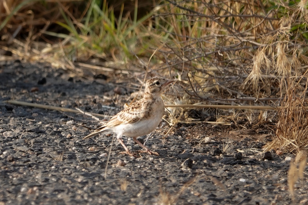 Greater Short-toed Lark - ML620299759