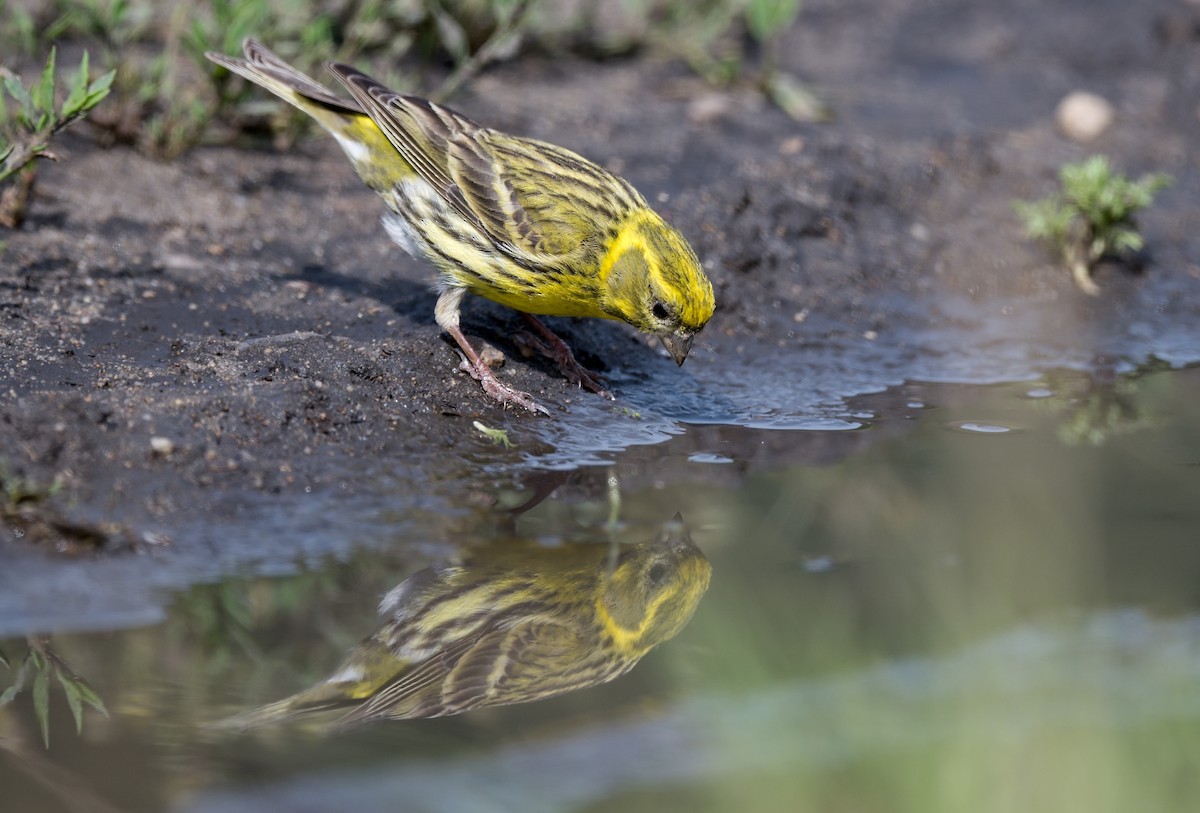 European Serin - ML620299760