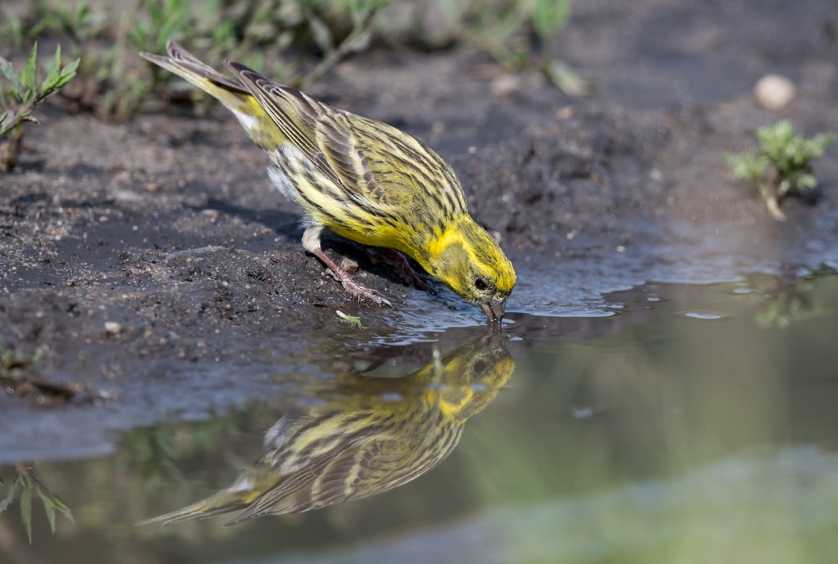 European Serin - ML620299762