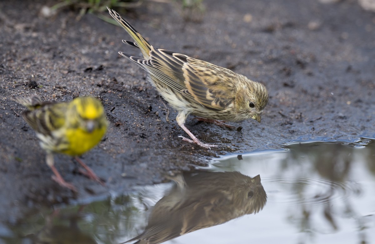 European Serin - ML620299765