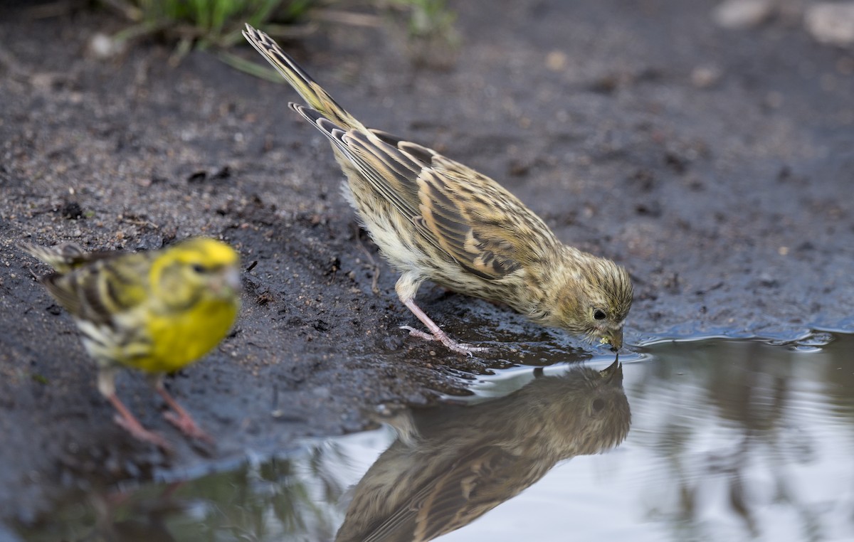 European Serin - ML620299767