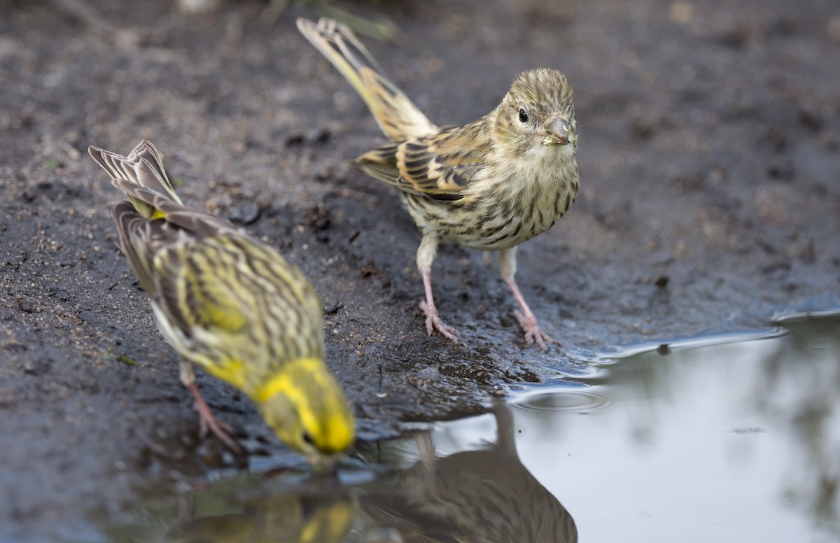 European Serin - ML620299768