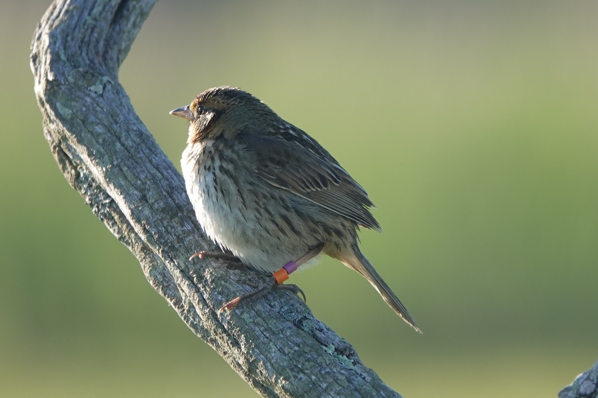 Saltmarsh Sparrow - ML620299770