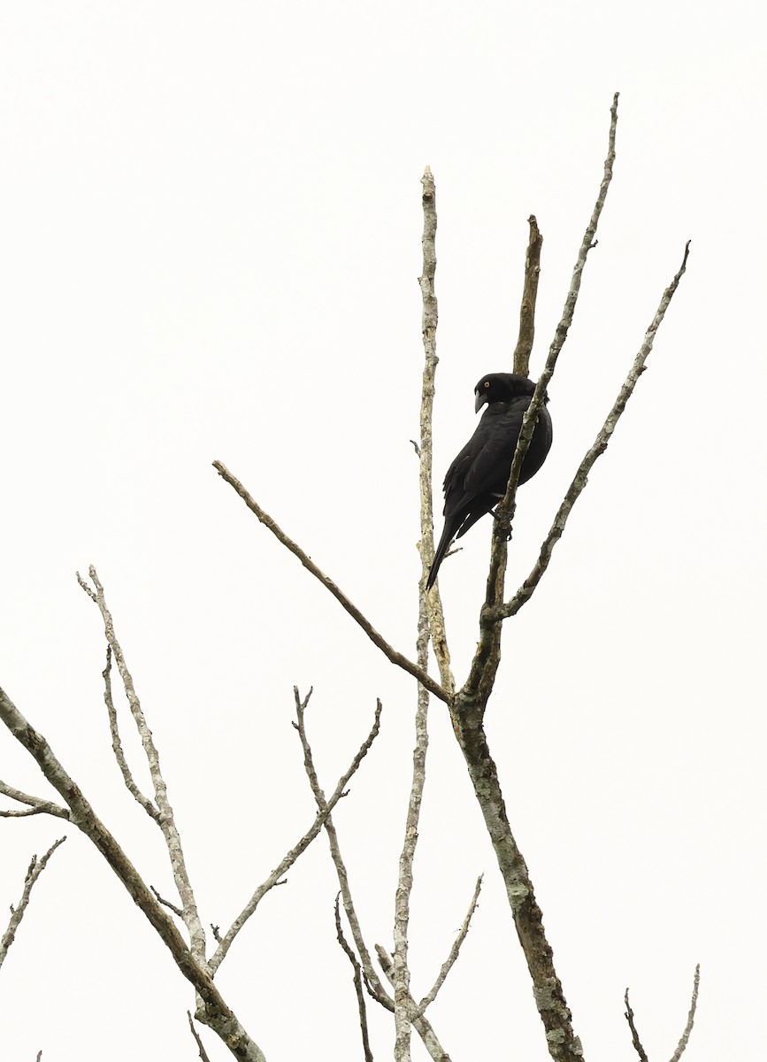 Giant Cowbird - ML620299773