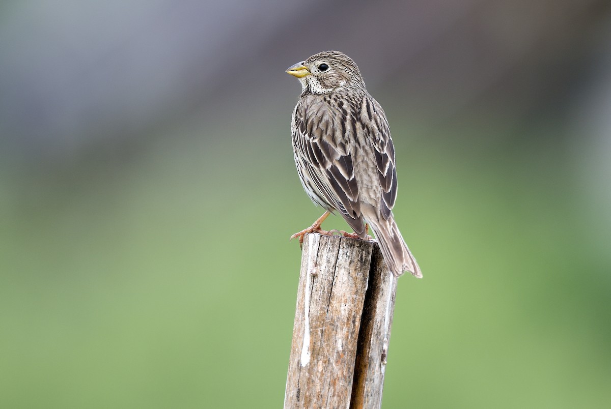 Corn Bunting - ML620299774