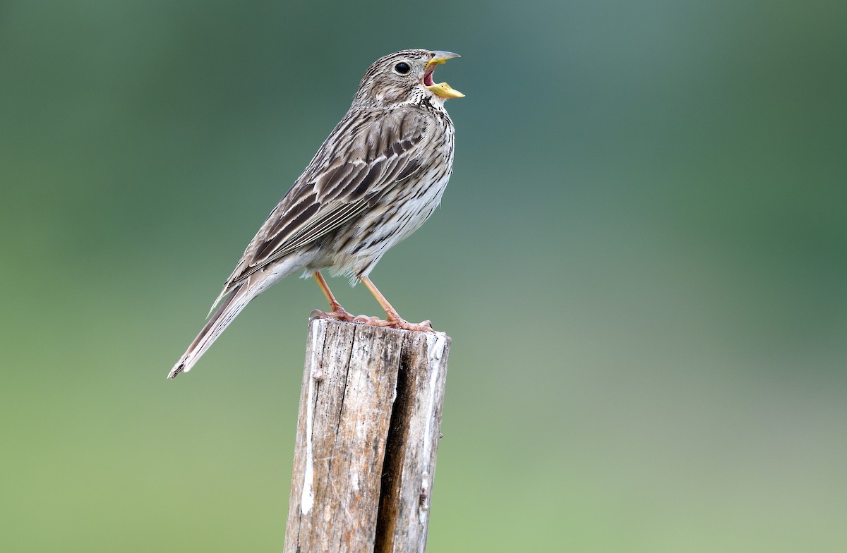 Corn Bunting - ML620299775