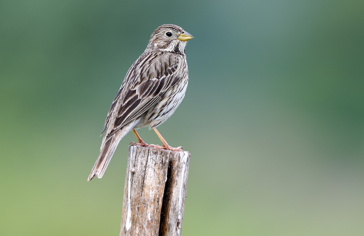 Corn Bunting - ML620299776