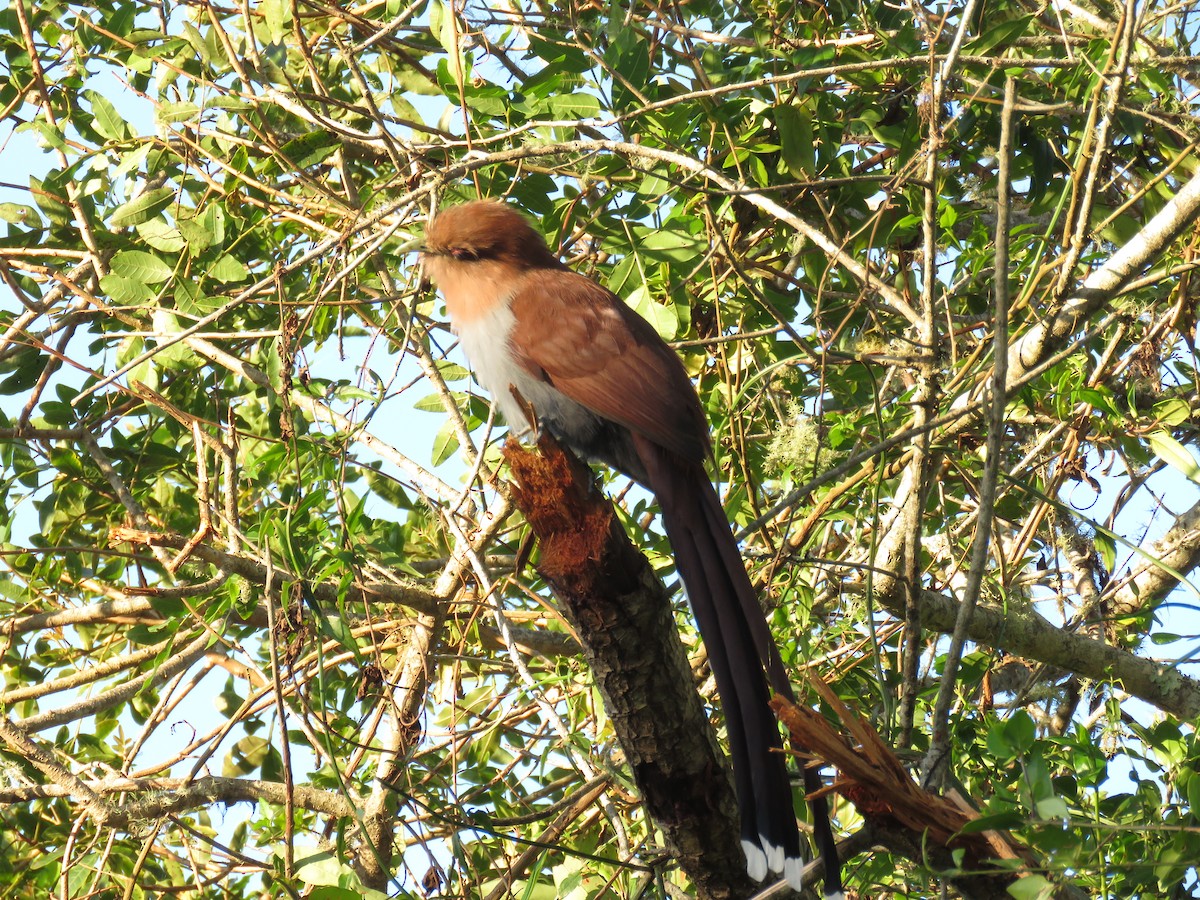 Squirrel Cuckoo - ML620299781