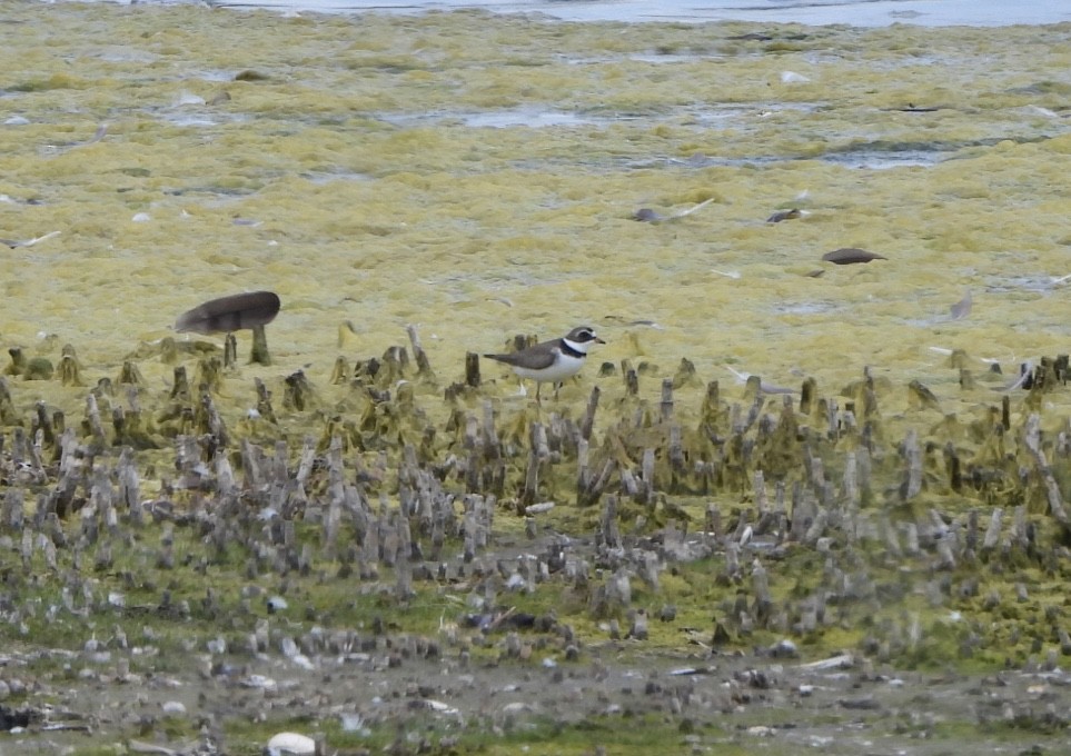 Semipalmated Plover - ML620299782