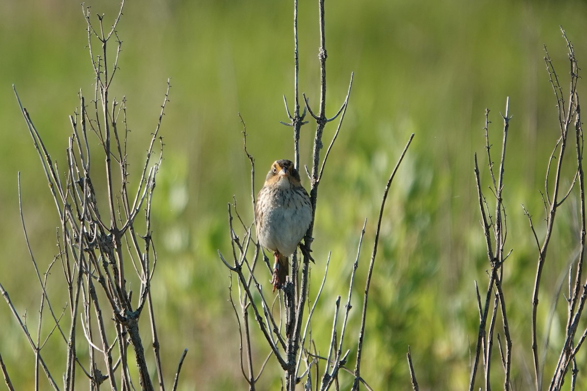 Saltmarsh Sparrow - ML620299785