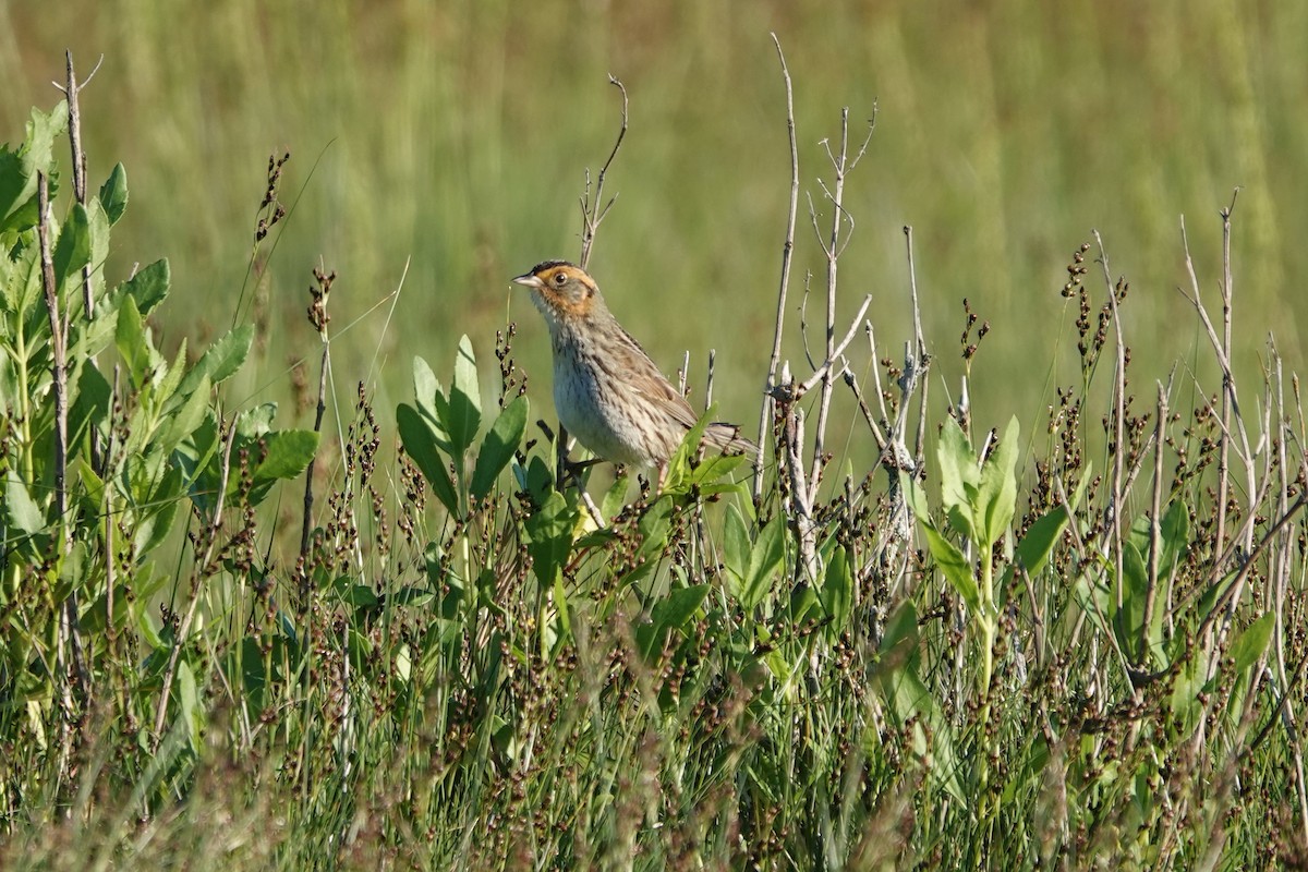 Bruant à queue aiguë - ML620299786