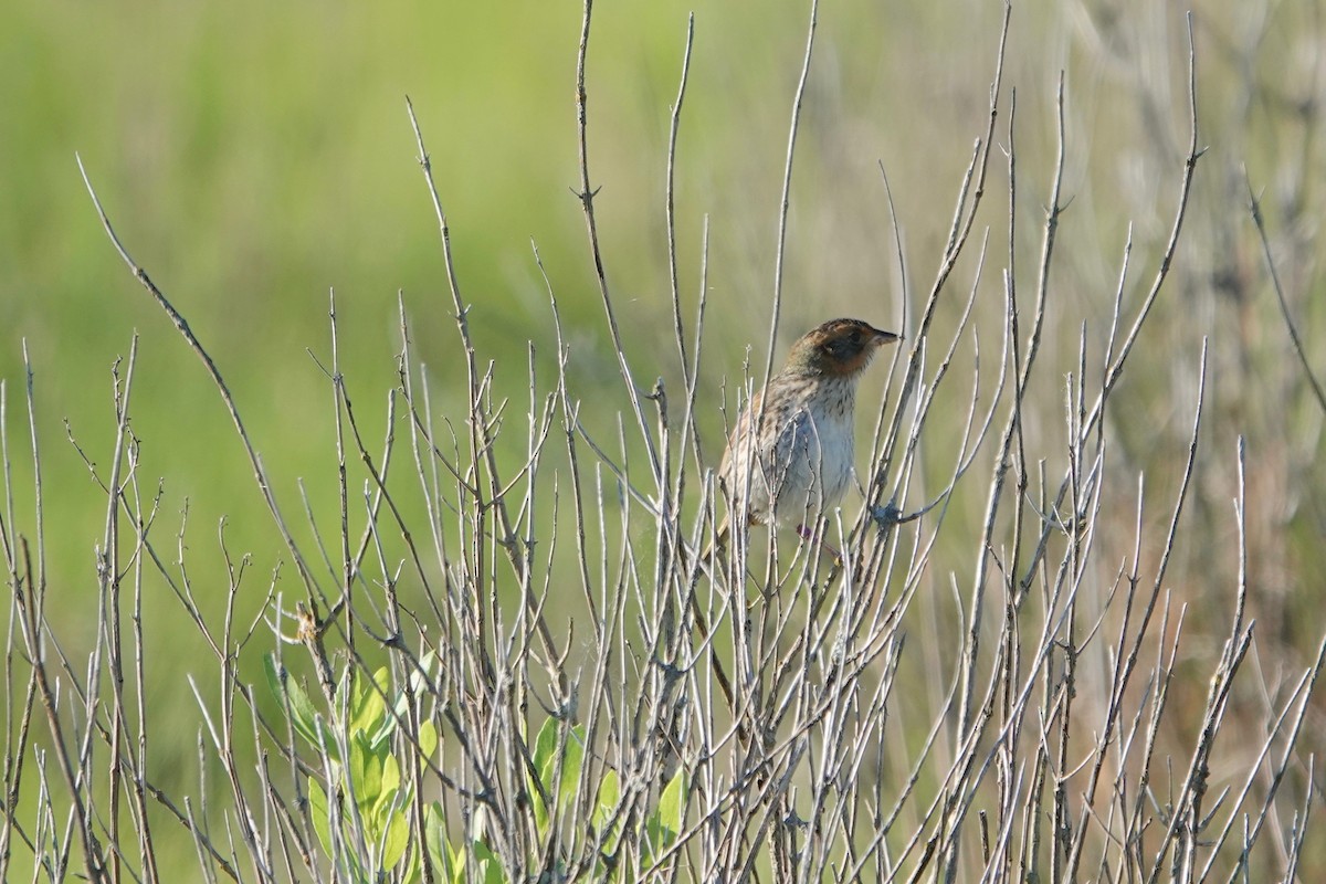 Saltmarsh Sparrow - ML620299787