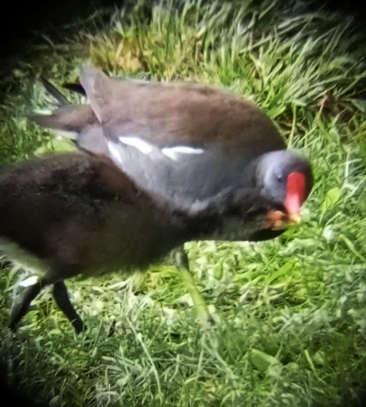 Eurasian Moorhen - ML620299790