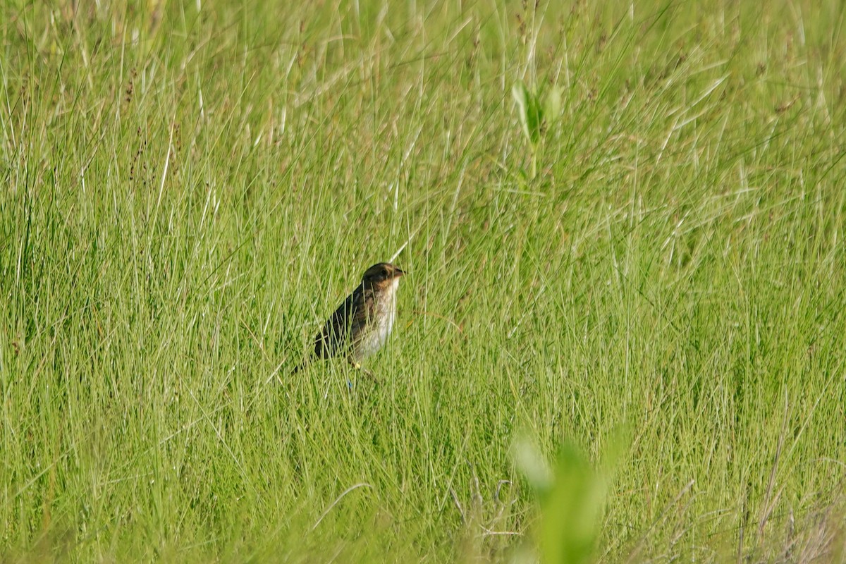 Bruant à queue aiguë - ML620299791