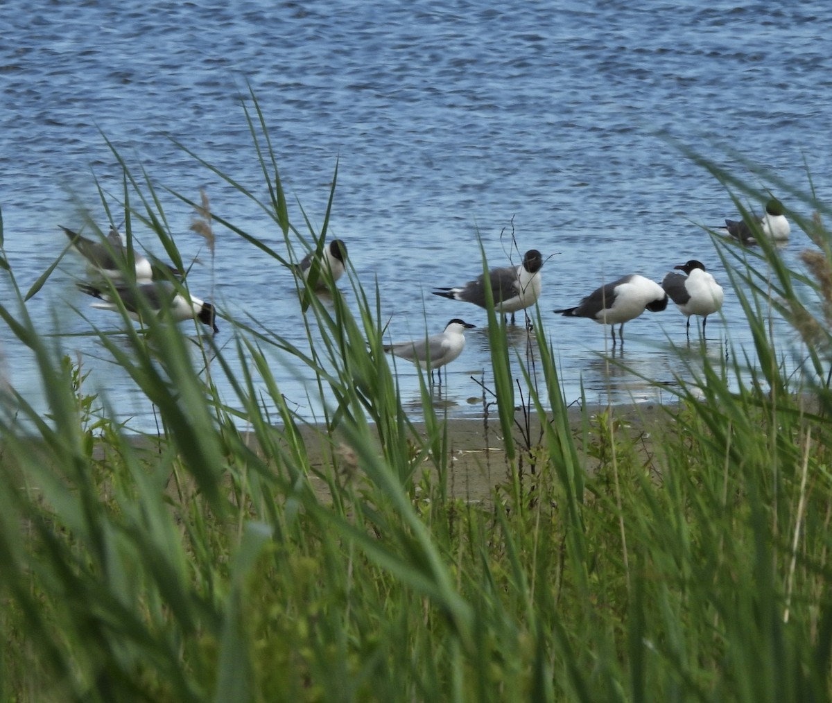 Gull-billed Tern - ML620299799