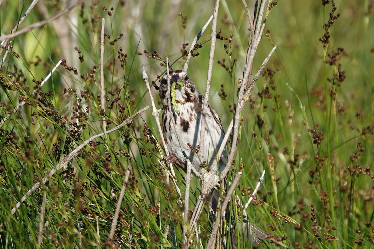 Song Sparrow - ML620299801