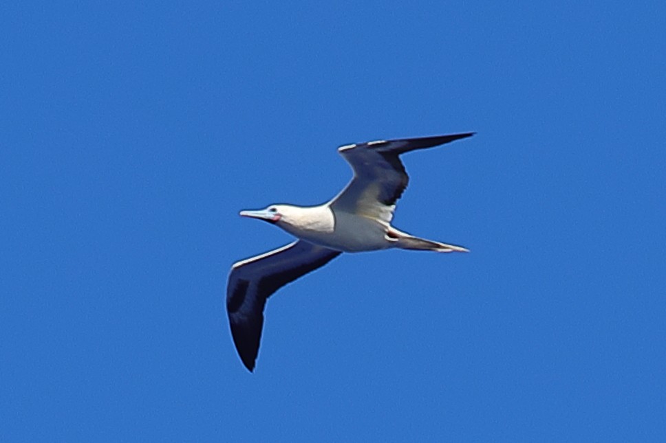 Red-footed Booby - ML620299804