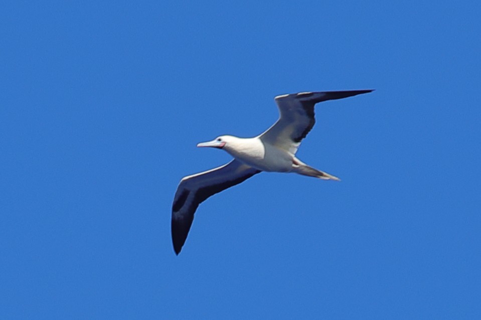 Red-footed Booby - ML620299805