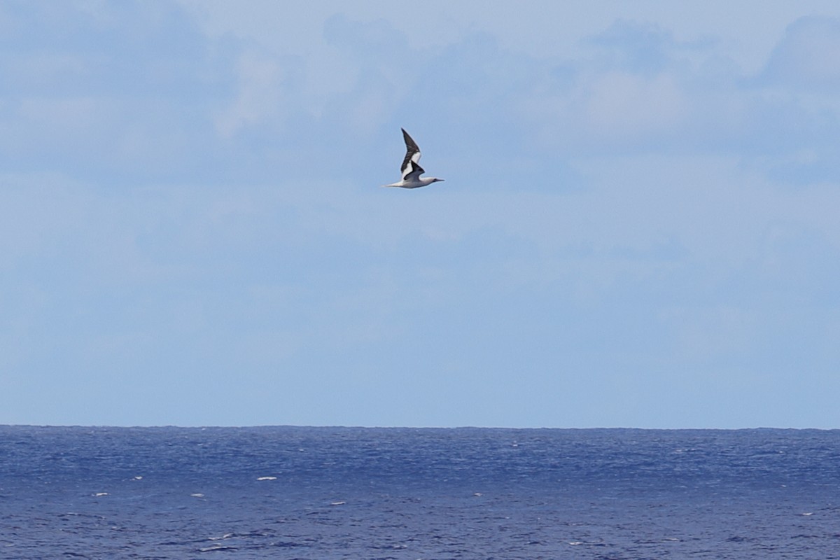 Red-footed Booby - ML620299806