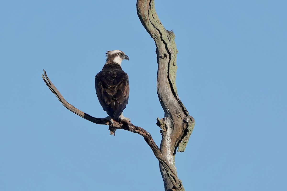 Balbuzard pêcheur - ML620299810