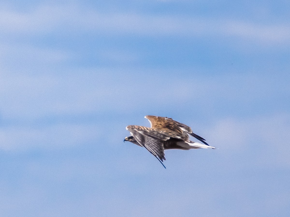 Königsbussard - ML620299822