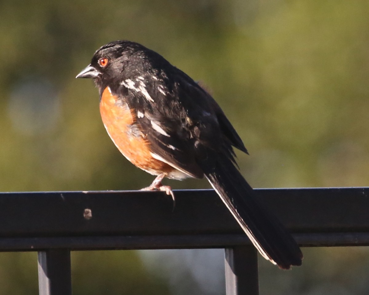 Spotted Towhee - ML620299825