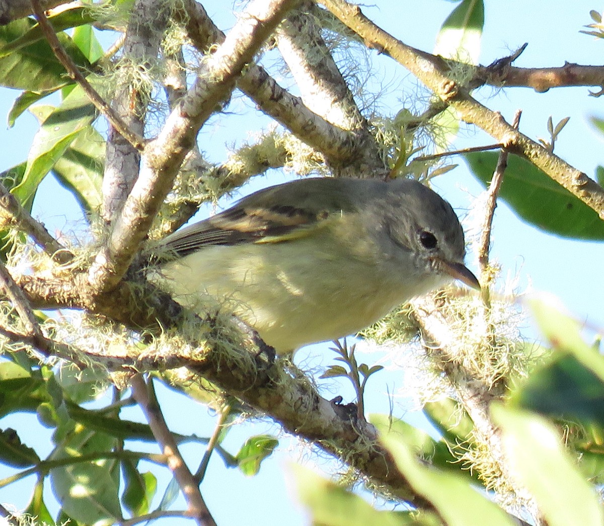 Southern Beardless-Tyrannulet - ML620299832