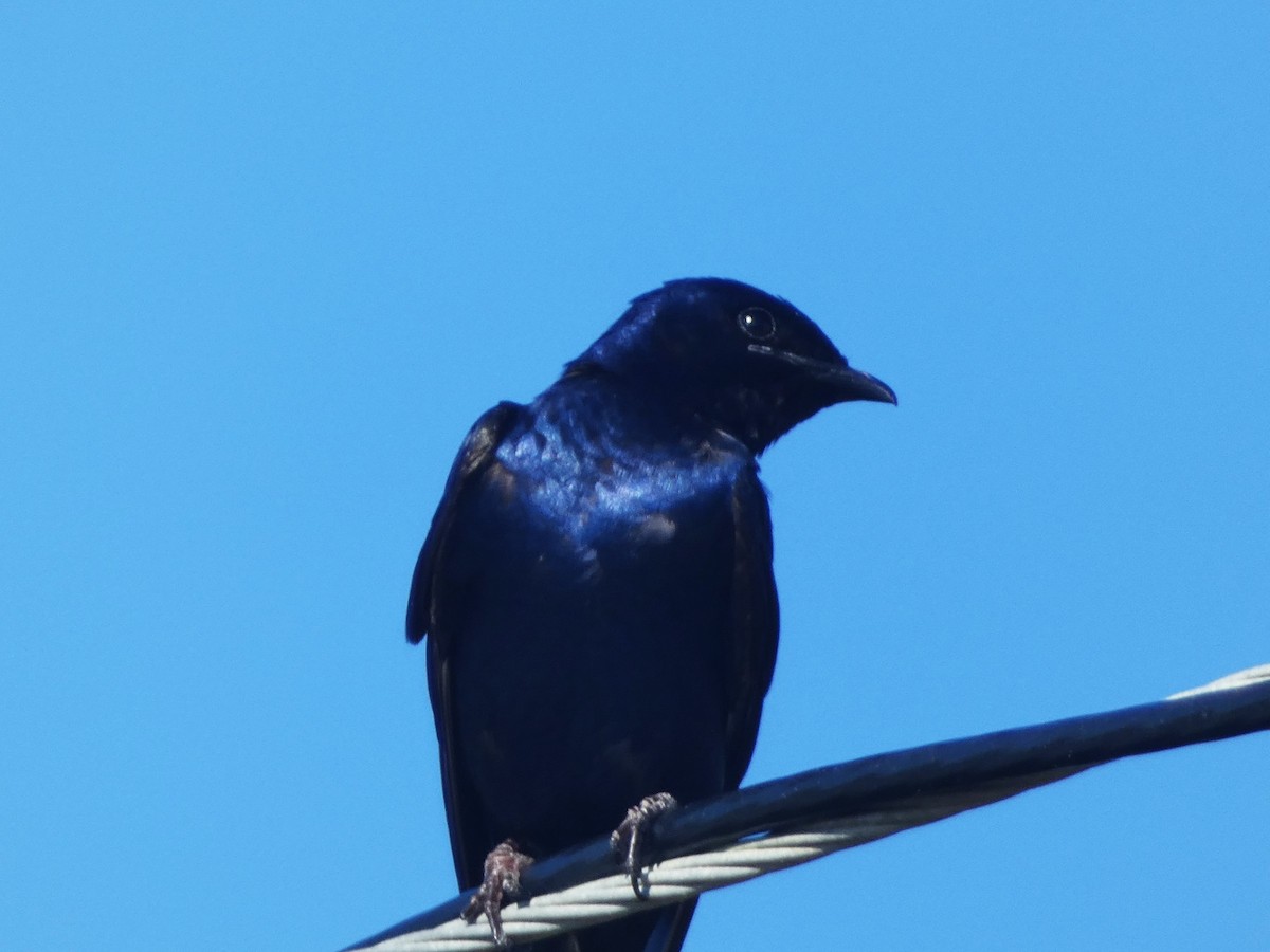 Purple Martin - ML620299834