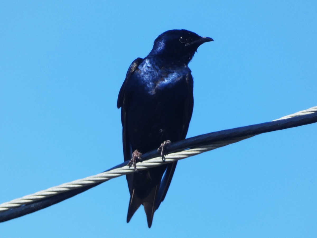 Golondrina Purpúrea - ML620299835