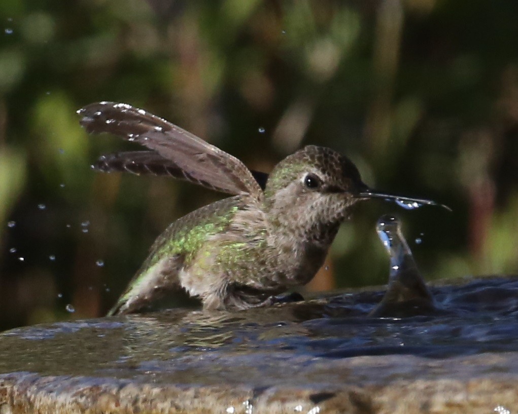 ub. kolibri (Trochilidae sp.) - ML620299840