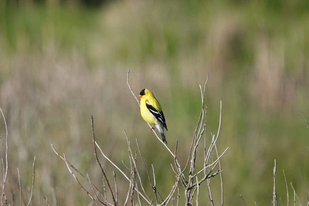 American Goldfinch - Deirdre Robinson