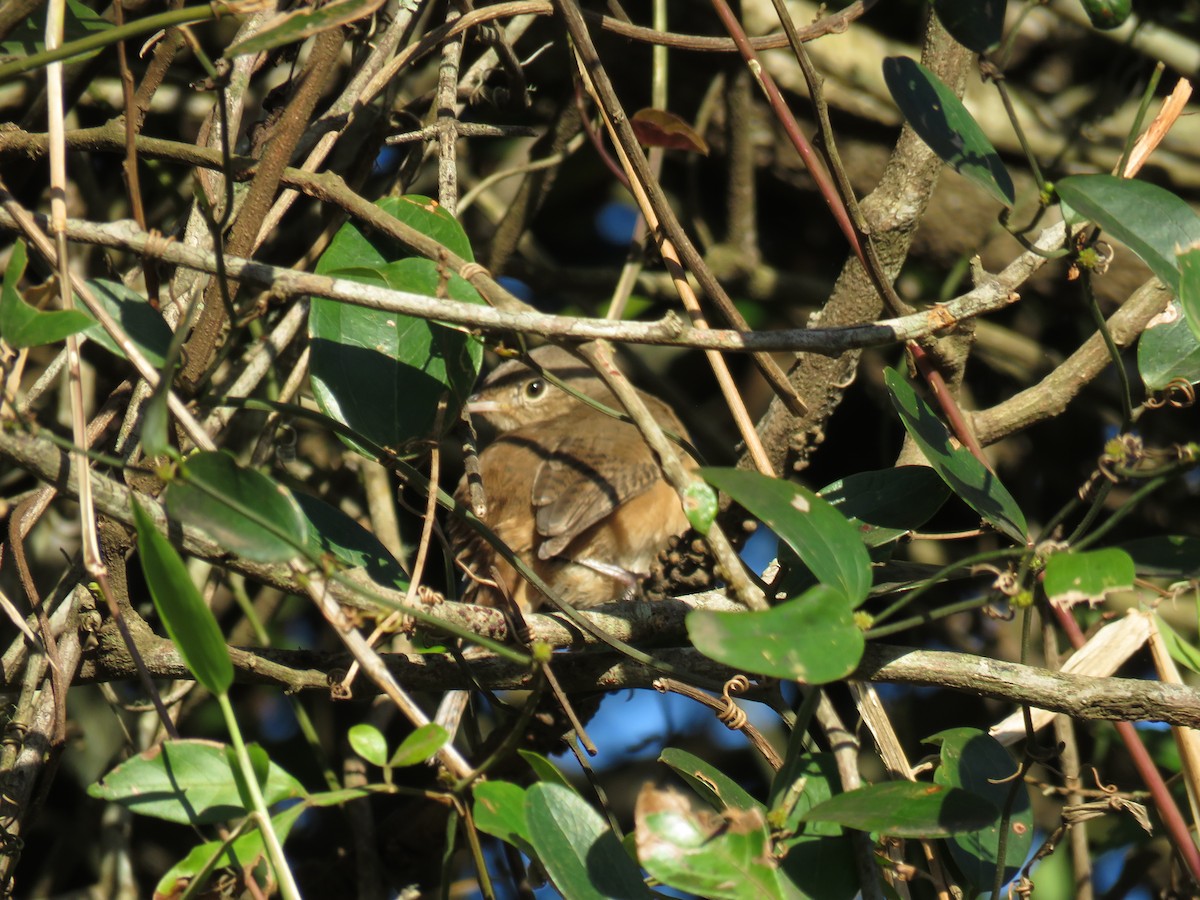 House Wren - ML620299843