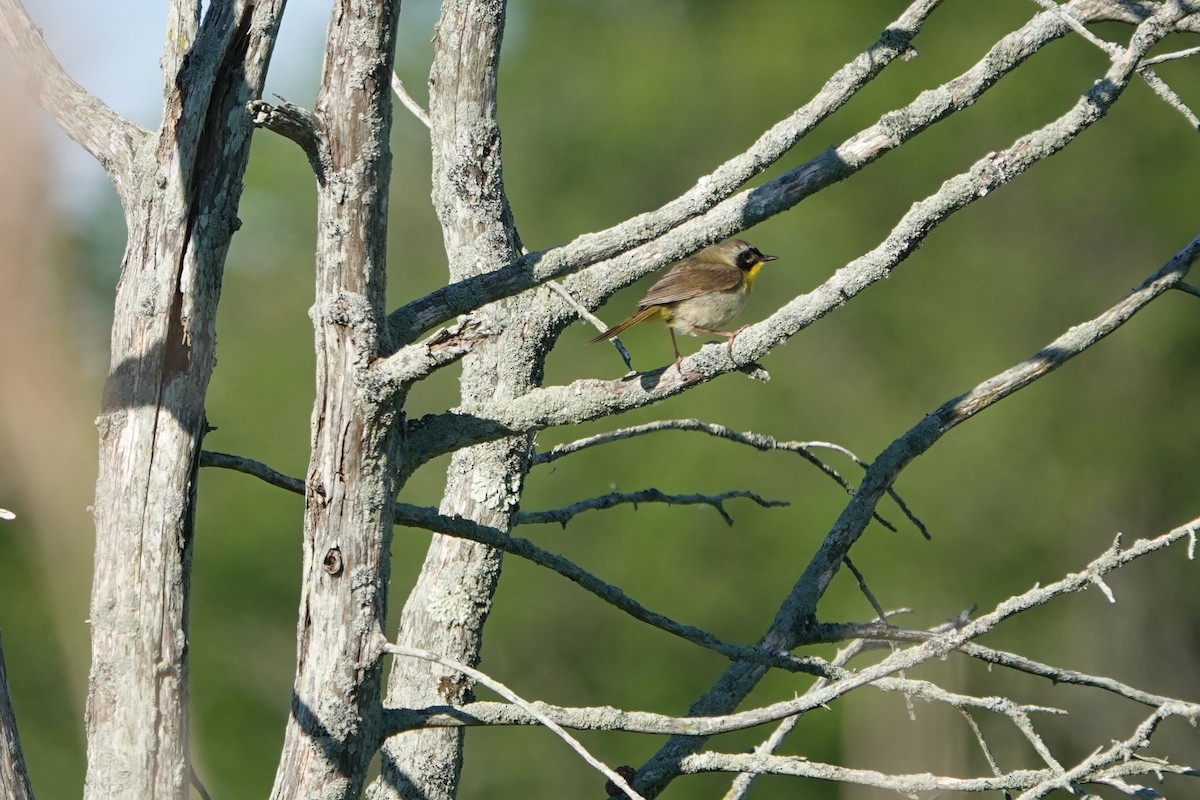 Common Yellowthroat - ML620299844