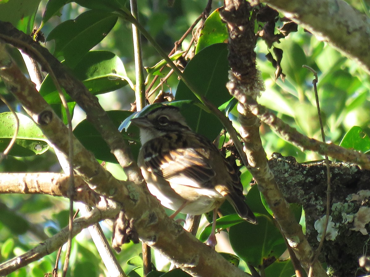 Rufous-collared Sparrow - ML620299845