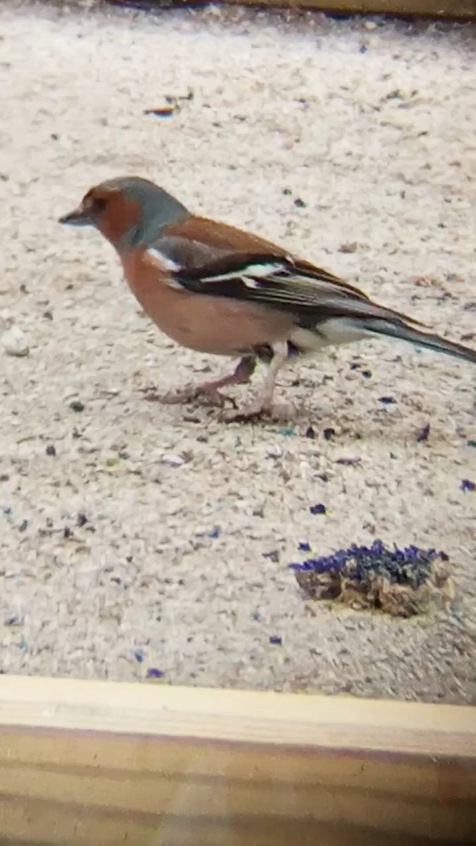 Common Chaffinch - ML620299849