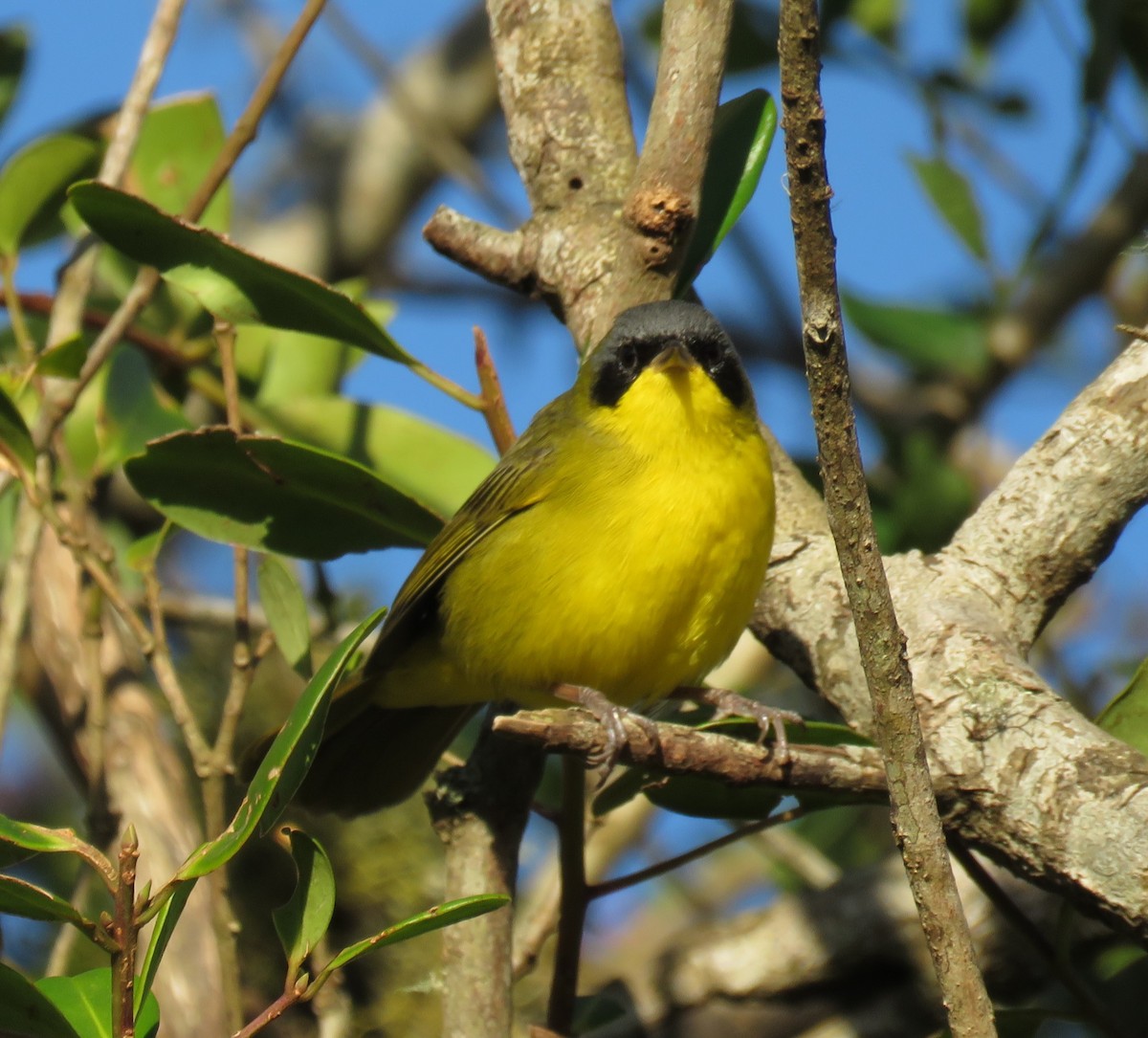 Southern Yellowthroat - ML620299852