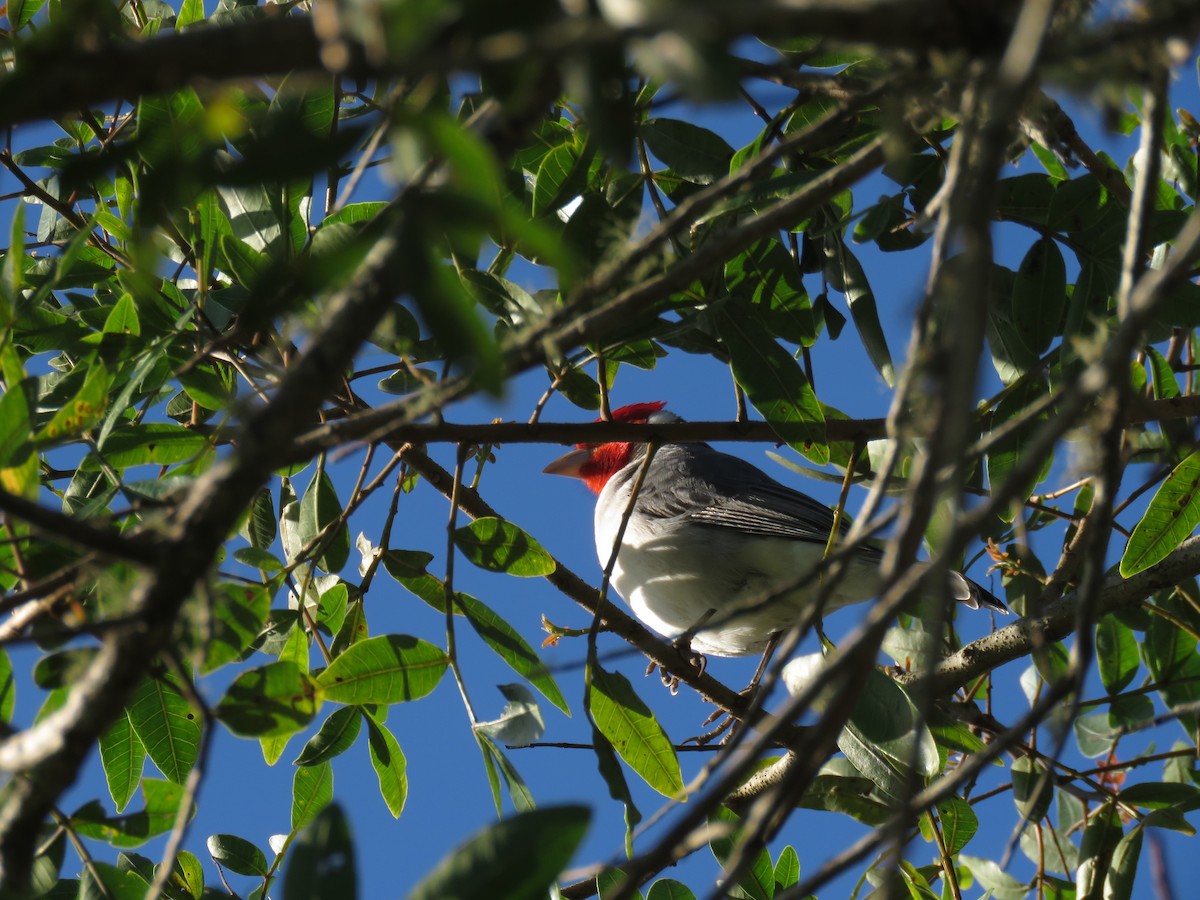Red-crested Cardinal - ML620299854
