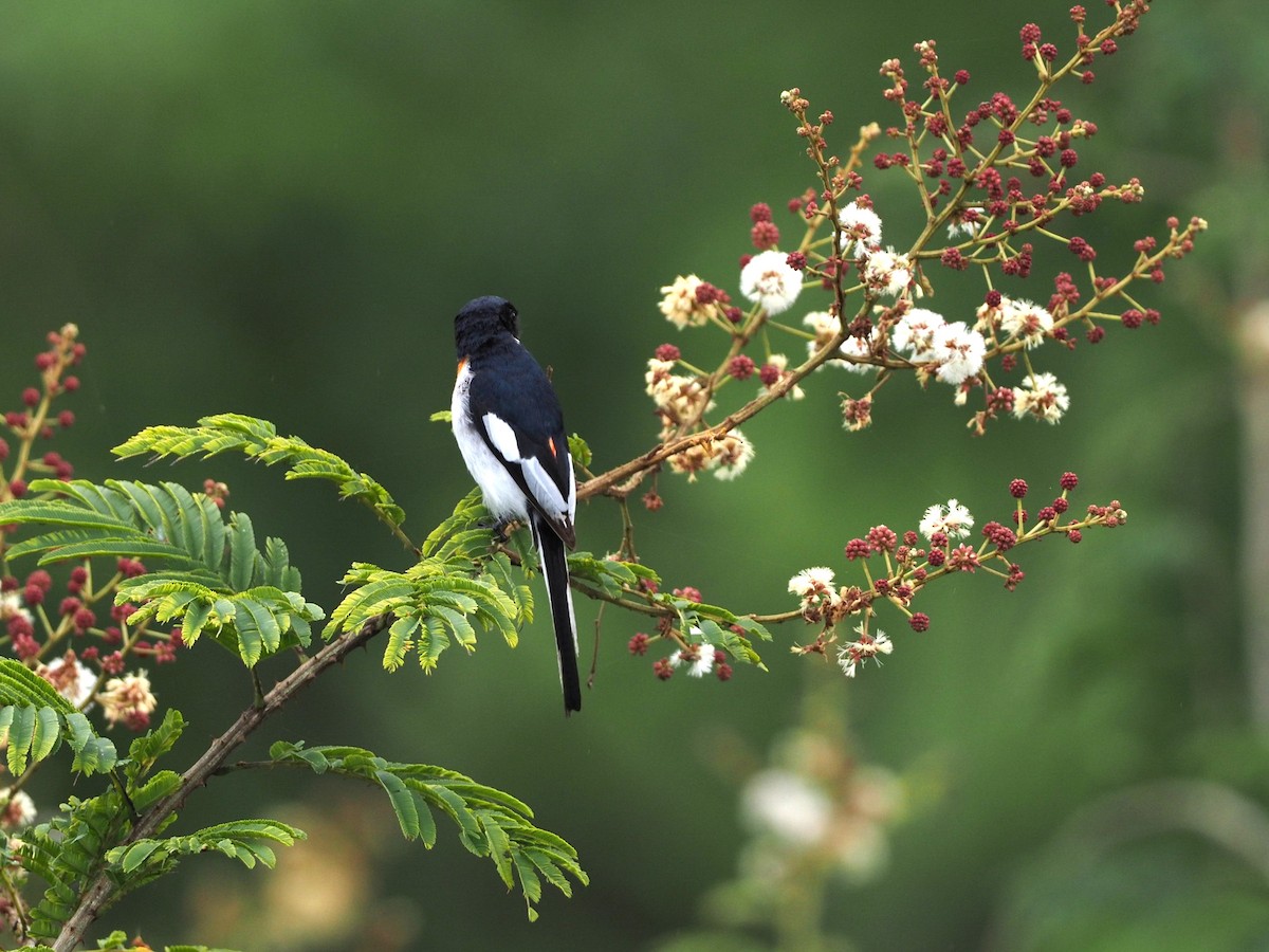 Minivet Ventriblanco - ML620299863