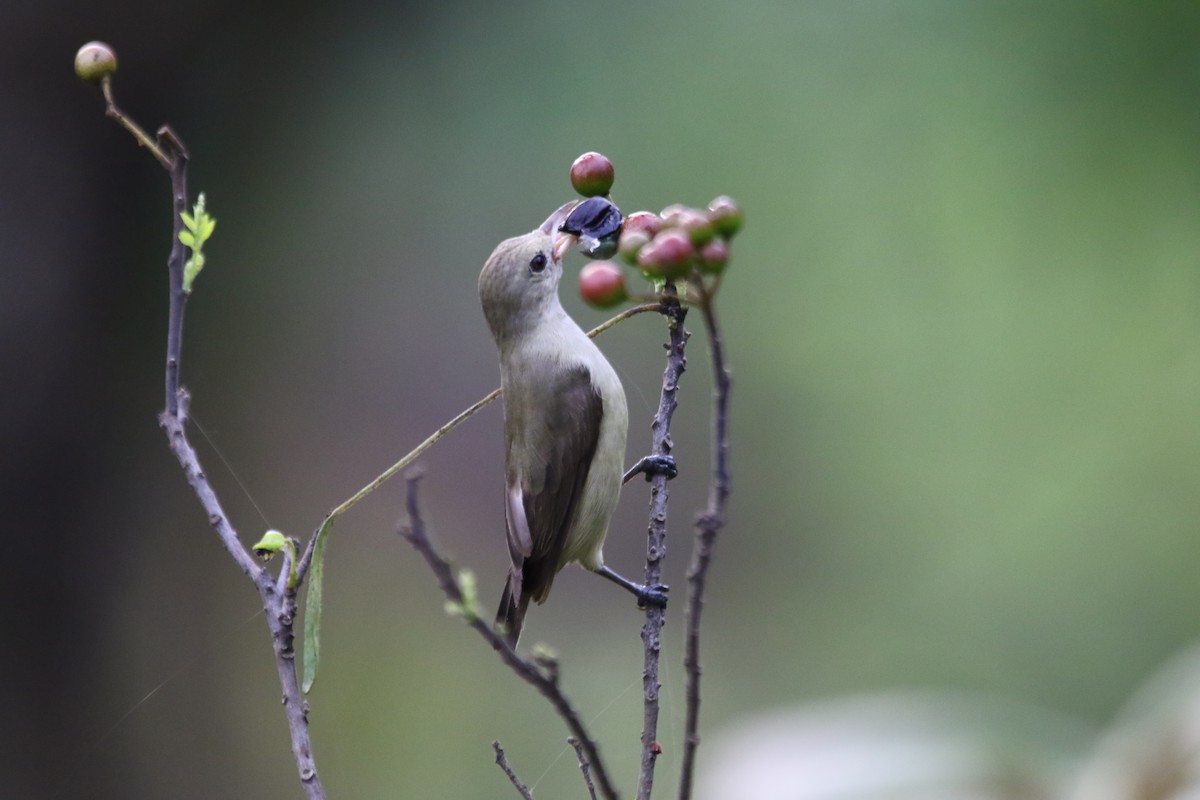 Pale-billed Flowerpecker - ML620299866