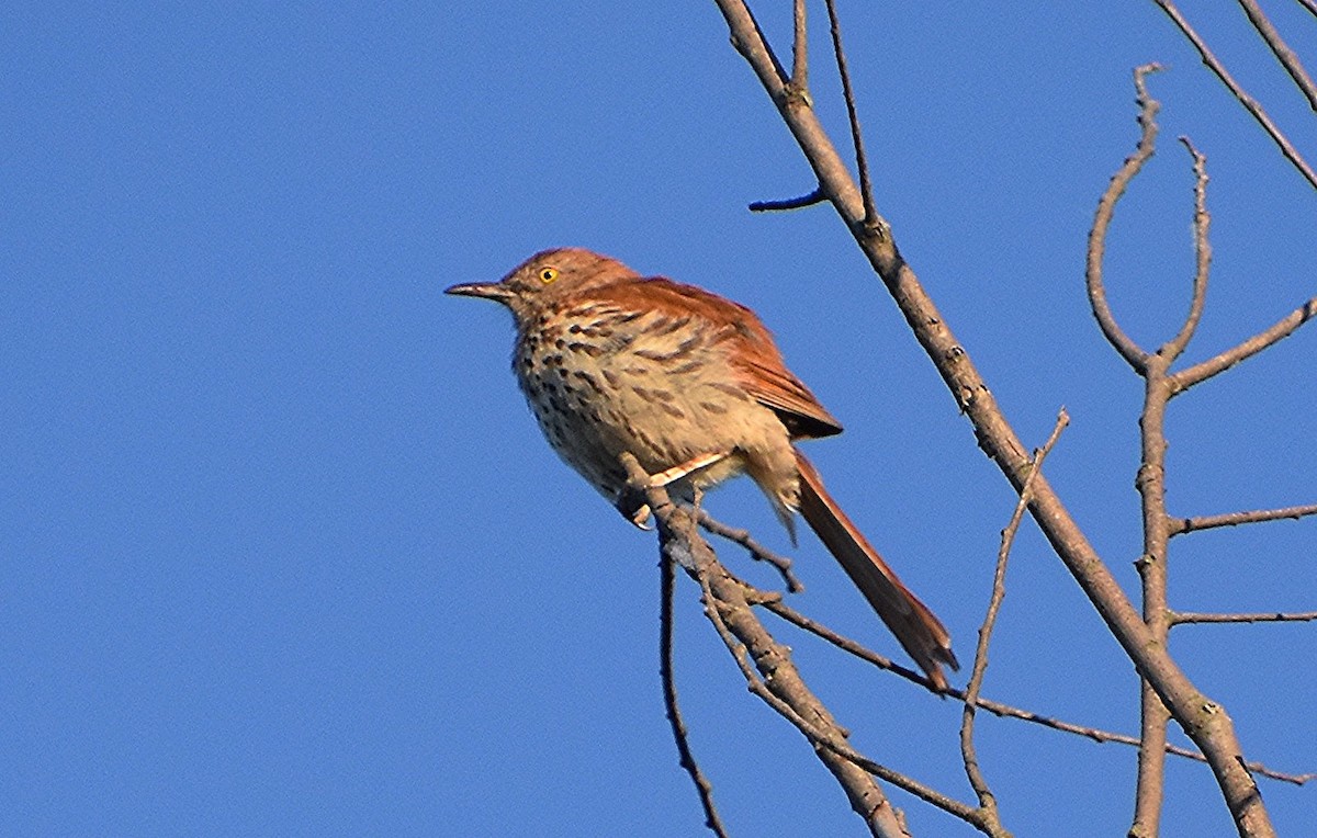 Brown Thrasher - ML620299867