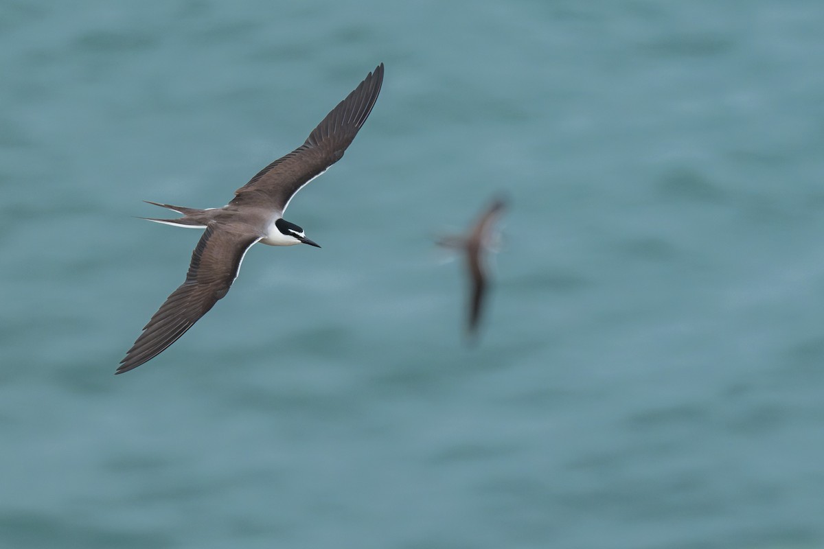 Bridled Tern - ML620299872