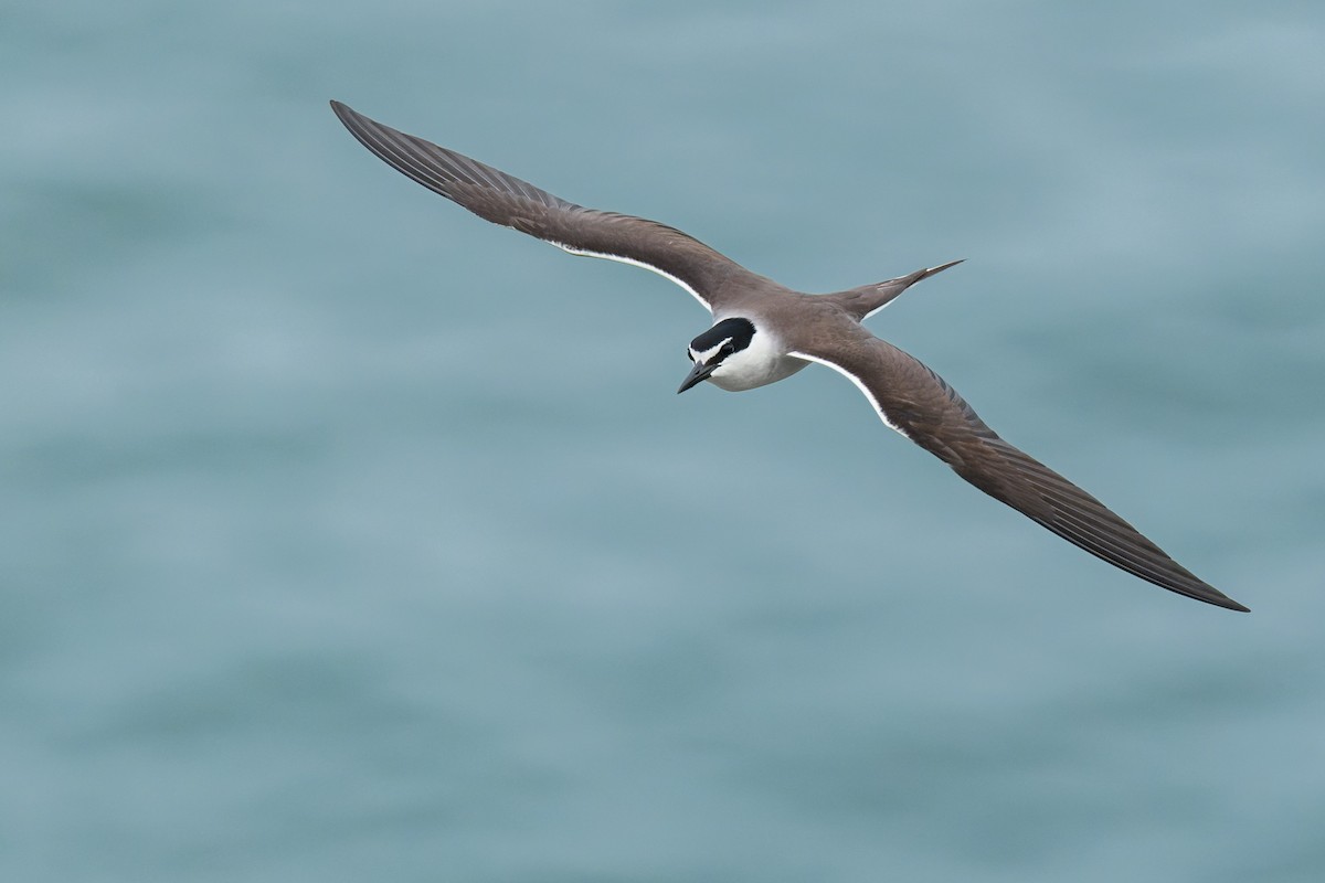 Bridled Tern - ML620299875