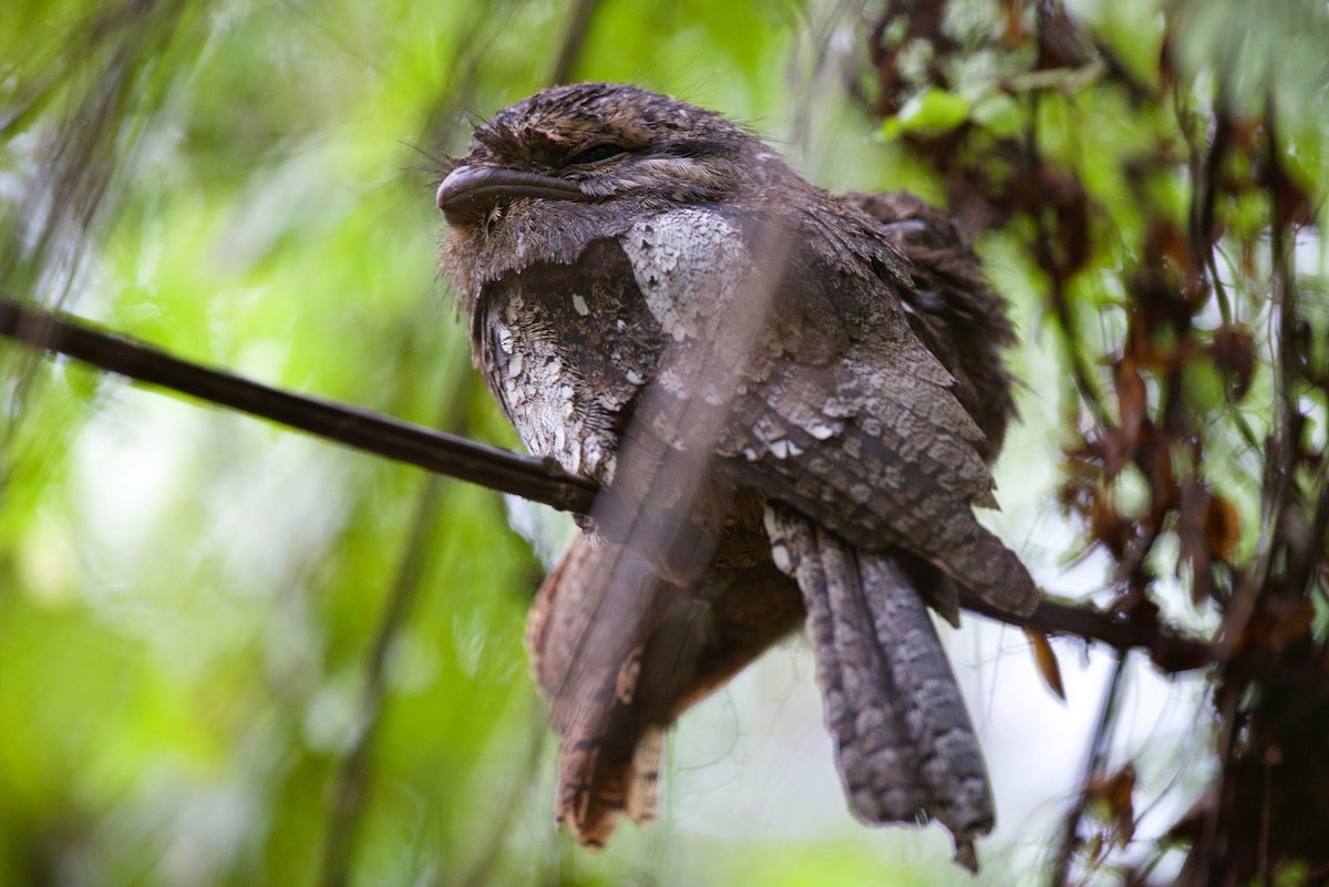 Sri Lanka Frogmouth - ML620299877