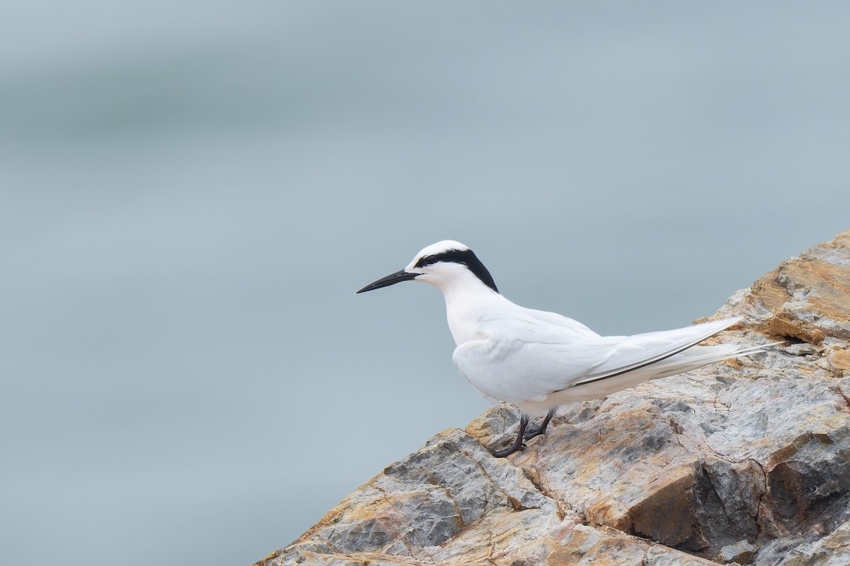 Black-naped Tern - ML620299878