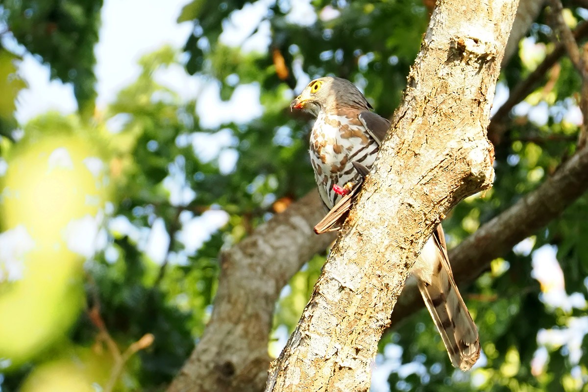 Crested Goshawk - ML620299883