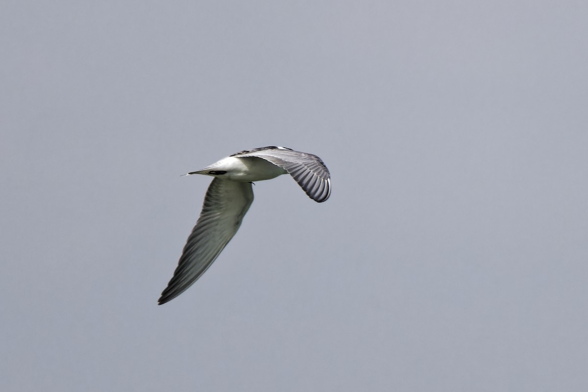 Whiskered Tern - ML620299889